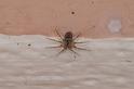 Oecobius_annulipes_D3202_Z_82_Valle Gran Rey_Spanje